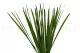 Preserved Miscanthus 1