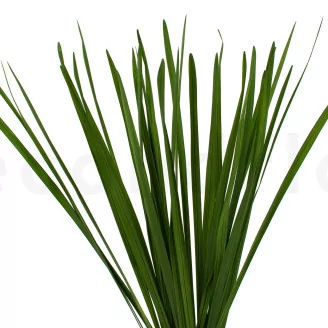Preserved Miscanthus