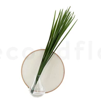 Preserved Miscanthus