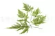 Preserved Tabalia Fern 4