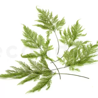 Preserved Tabalia Fern