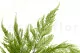 Preserved Tabalia Fern 2