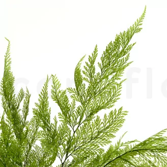 Preserved Tabalia Fern