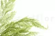 Preserved Tabalia Fern 8