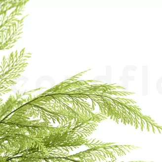 Preserved Tabalia Fern