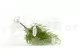 Preserved Tabalia Fern 10