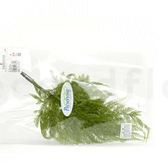 Preserved Tabalia Fern