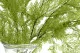 Preserved Tabalia Fern 9