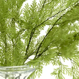 Preserved Tabalia Fern