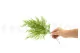 Preserved Tabalia Fern 5