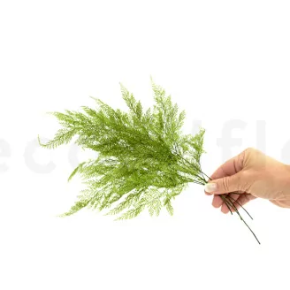 Preserved Tabalia Fern