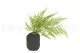 Preserved Tabalia Fern 3