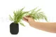 Preserved Tabalia Fern 7