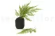 Preserved Tabalia Fern 6