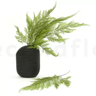 Preserved Tabalia Fern