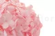 Preserved Hydrangea Bridal Pink 2
