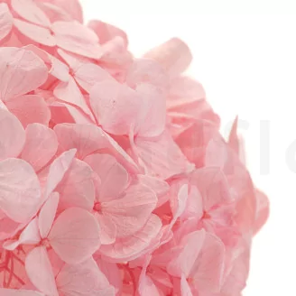 Preserved Hydrangea Bridal Pink