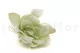 Preserved Gardenia Two-Toned White & Green (set of 6) 3