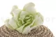Preserved Gardenia Two-Toned White & Green (set of 6) 8