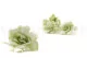 Preserved Gardenia Two-Toned White & Green (set of 6) 2