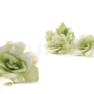 Preserved Gardenia Two-Toned White & Green (set of 6)
