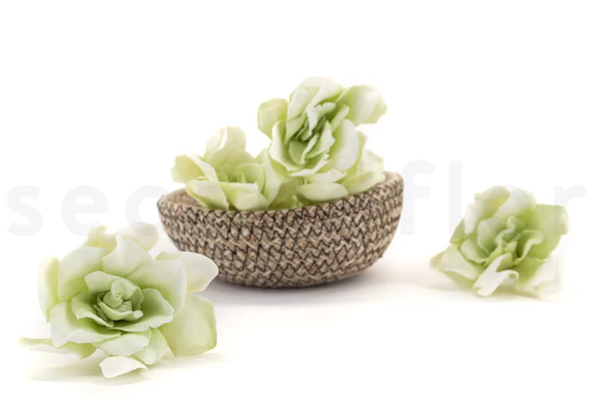 Preserved Gardenia Two-Toned White & Green (set of 6)
