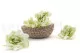 Preserved Gardenia Two-Toned White & Green (set of 6) 1