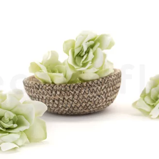 Preserved Gardenia Two-Toned White & Green (set of 6)