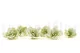 Preserved Gardenia Two-Toned White & Green (set of 6) 5