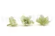 Preserved Gardenia Two-Toned White & Green (set of 6) 4