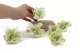 Preserved Gardenia Two-Toned White & Green (set of 6) 9