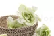 Preserved Gardenia Two-Toned White & Green (set of 6) 10