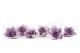 Preserved Gardenia Two-Toned White & Purple (set of 6) 5