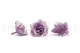 Preserved Gardenia Two-Toned White & Purple (set of 6) 4