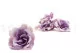 Preserved Gardenia Two-Toned White & Purple (set of 6) 2