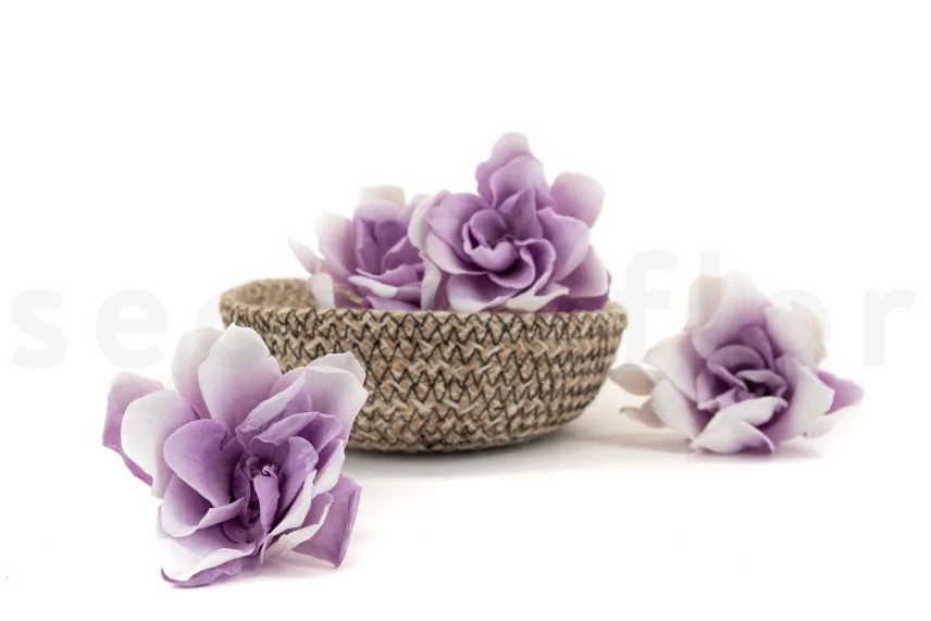 Preserved Gardenia Two-Toned White & Purple (set of 6)
