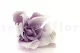 Preserved Gardenia Two-Toned White & Purple (set of 6) 3