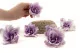 Preserved Gardenia Two-Toned White & Purple (set of 6) 9