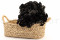 One Bouquet of Black Preserved Hydrangea with and without Packaging