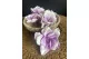 Preserved Gardenia Two-Toned White & Purple (set of 6) 11