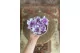 Preserved Gardenia Two-Toned White & Purple (set of 6) 12