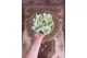 Preserved Gardenia Two-Toned White & Green (set of 6) 11
