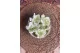 Preserved Gardenia Two-Toned White & Green (set of 6) 12