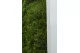 Preserved Long Moss (Box) 10