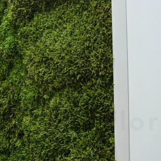 Preserved Long Moss (Box)