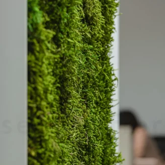 Preserved Long Moss (Box)