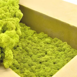 Preserved Flat Moss Bulk Box 2,5 kg Forest Green - buy in the online store  EtoileFlora