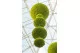 Preserved Reindeer Moss Lime Green (Bulk Box) 12