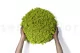 Preserved Reindeer Moss Lime Green (Bulk Box) 9