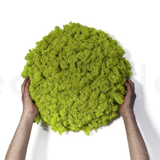 Preserved Reindeer Moss Lime Green (Bulk Box)
